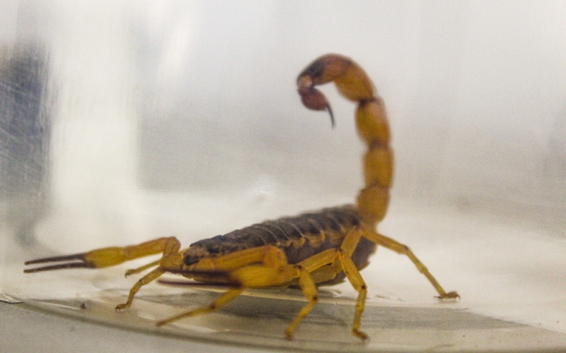 Agentes da Prefeitura de Guaporema capturaram 1 escorpião amarelo em área urbana do município.