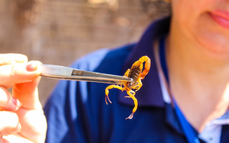 Técnicos da Vigilância sanitária recebem treinamento de técnicas de captura de escorpiões amarelo